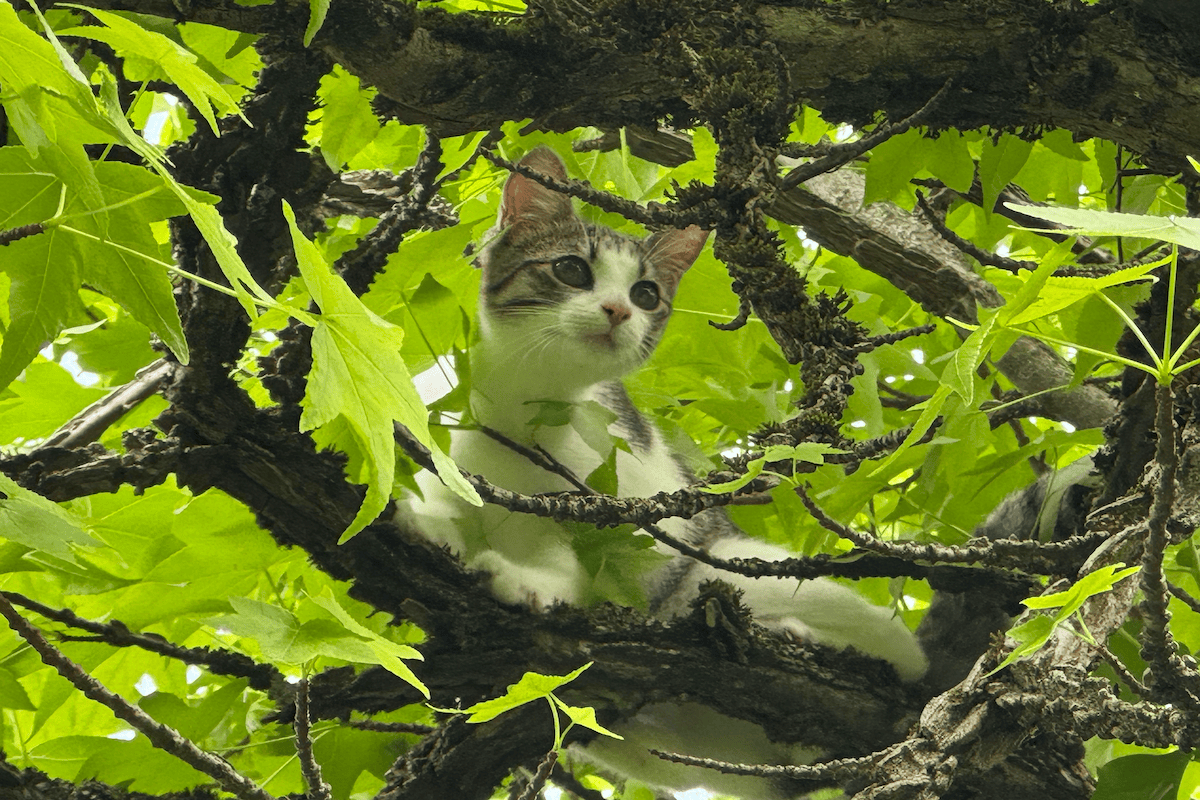 Weiß und schwarz gefeckte junge Katze blickt aus einem grünen Laubbaum in die Kamera